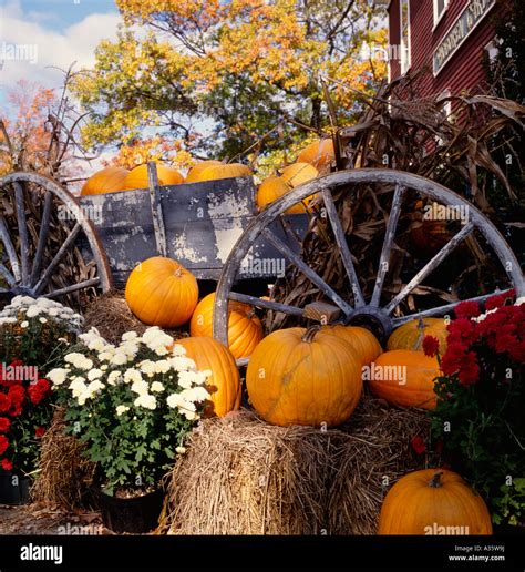 pumpkin fall scene